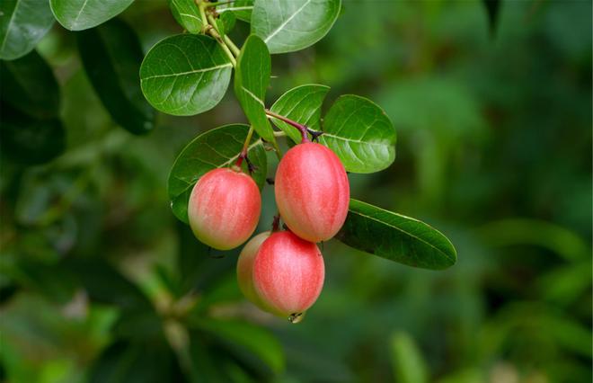 种植水果蔬菜有补贴吗能补贴多少钱2021水果蔬菜政策解读(图2)