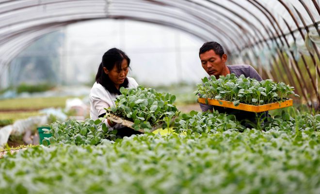 谷雨之后5类蔬菜要抓紧种生长周期短成熟快夏天不愁没菜吃(图1)