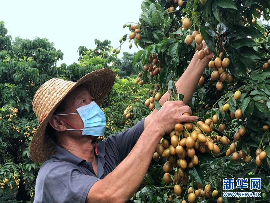 直播大湾区丨广东这个水果成熟了 满树金灿灿(图1)