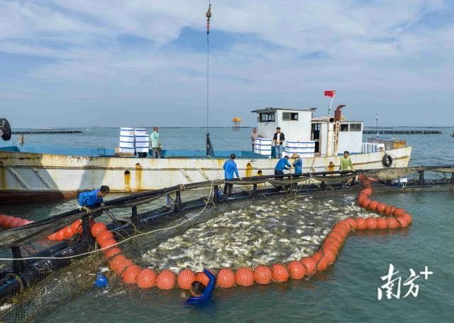 富硒红土地孕育优质农产品走向全国远销海外这地“土特产”新势力出圈-广东省农业农村厅(图4)