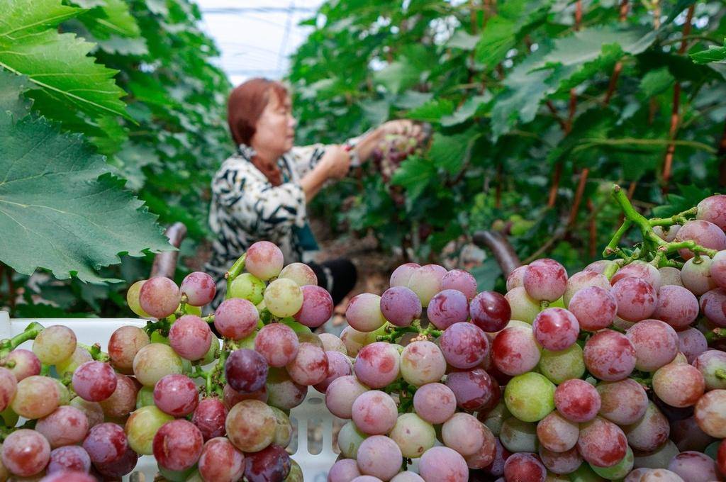 小暑节气 夏令水果蔬菜丰收忙(图1)