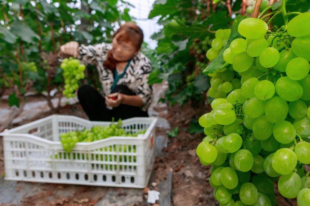 小暑节气 夏令水果蔬菜丰收忙(图2)