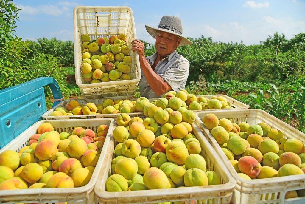 小暑节气 夏令水果蔬菜丰收忙(图4)