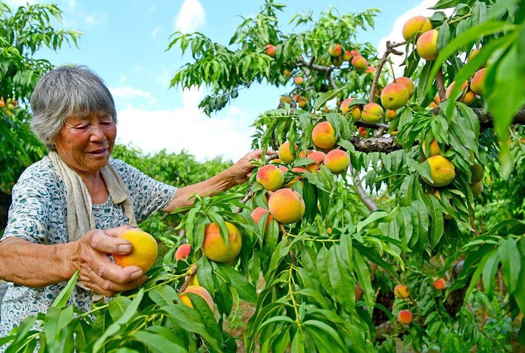 小暑节气 夏令水果蔬菜丰收忙(图5)