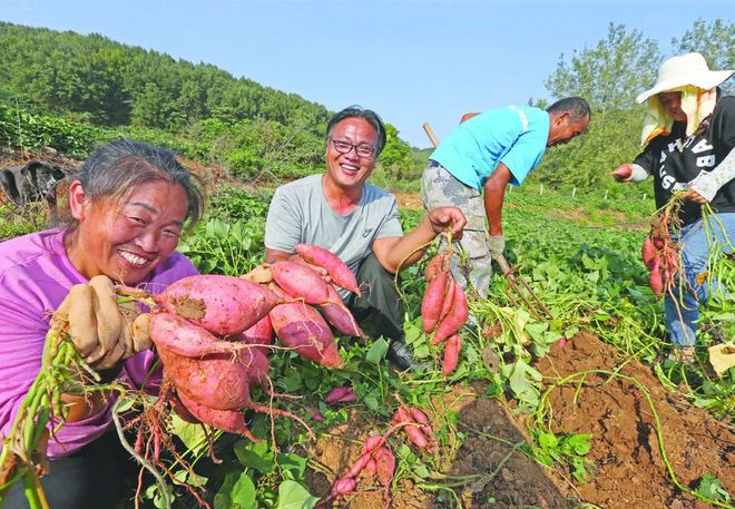 高清大图来欣赏~葡萄蜜薯无m6米乐平台花果辣椒梨熟啦！(图3)