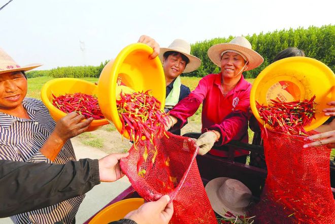 高清大图来欣赏~葡萄蜜薯无m6米乐平台花果辣椒梨熟啦！(图5)