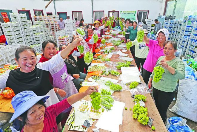 高清大图来欣赏~葡萄蜜薯无m6米乐平台花果辣椒梨熟啦！(图2)