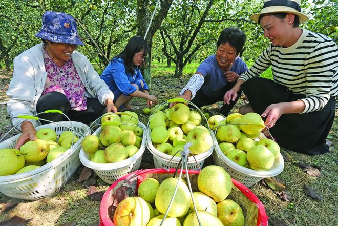 高清大图来欣赏~葡萄蜜薯无m6米乐平台花果辣椒梨熟啦！(图6)