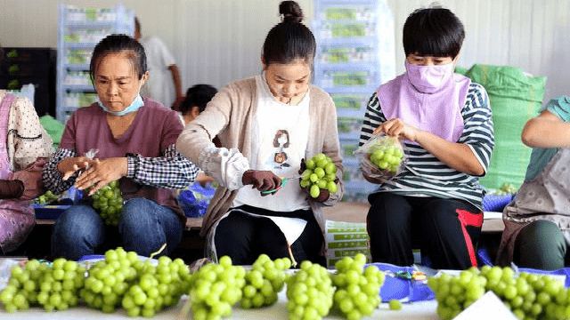 “奢侈品水果”跌落神坛从300元一斤跌至10元人们反而不爱了m6米乐网址(图8)