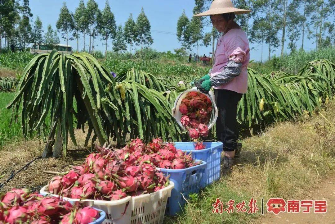 瓜果飘香迎丰收鱼跃人欢庆丰年——青秀区各镇迎来农业大丰收(图9)