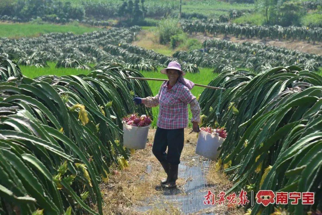 瓜果飘香迎丰收鱼跃人欢庆丰年——青秀区各镇迎来农业大丰收(图8)