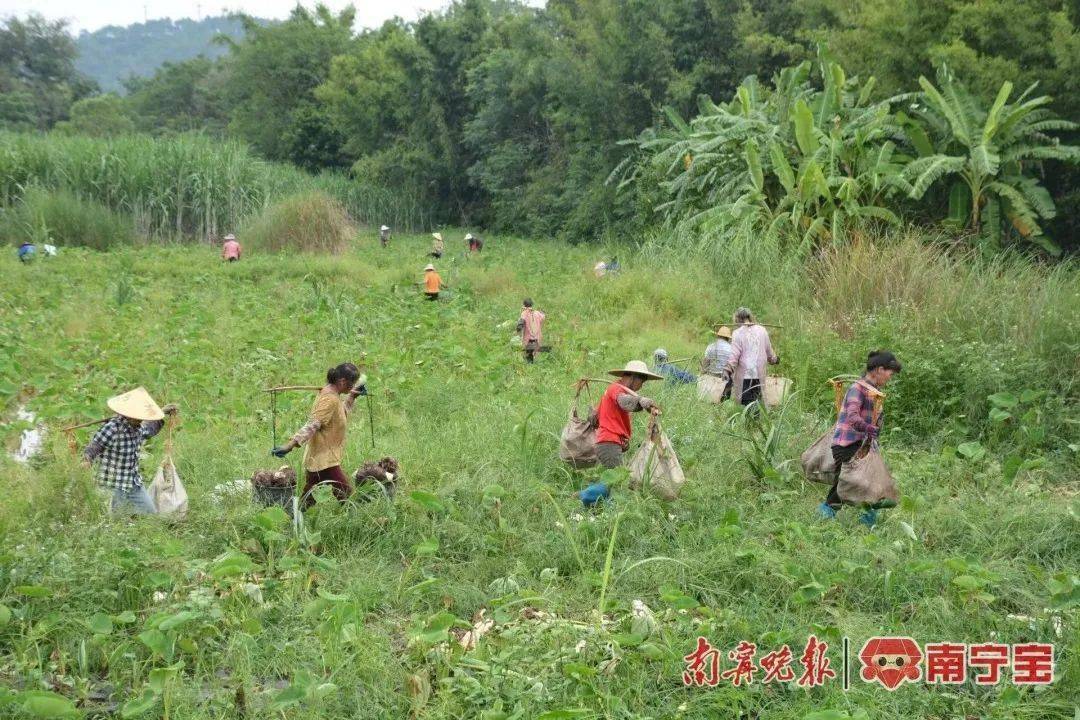 瓜果飘香迎丰收鱼跃人欢庆丰年——青秀区各镇迎来农业大丰收(图11)