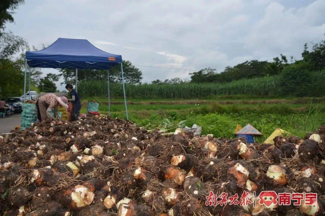 瓜果飘香迎丰收鱼跃人欢庆丰年——青秀区各镇迎来农业大丰收(图10)