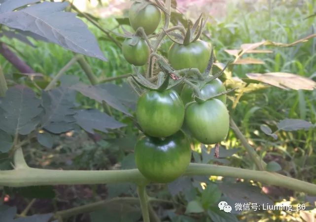 m6米乐网址俗称“贼不偷”曾是夏季时令蔬菜产量高易种植如今市场少见(图2)