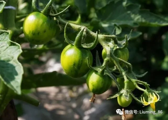 m6米乐网址俗称“贼不偷”曾是夏季时令蔬菜产量高易种植如今市场少见(图5)