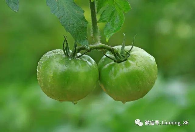 m6米乐网址俗称“贼不偷”曾是夏季时令蔬菜产量高易种植如今市场少见(图4)