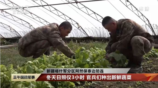 高原战士们有口福了！在高原高寒地区种出新鲜蔬菜(图1)