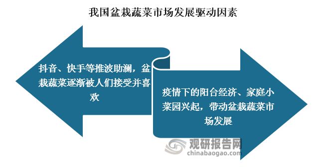 我国盆栽蔬菜认可度提高 行业有望迎来第一股 市场规模将持续增长(图3)