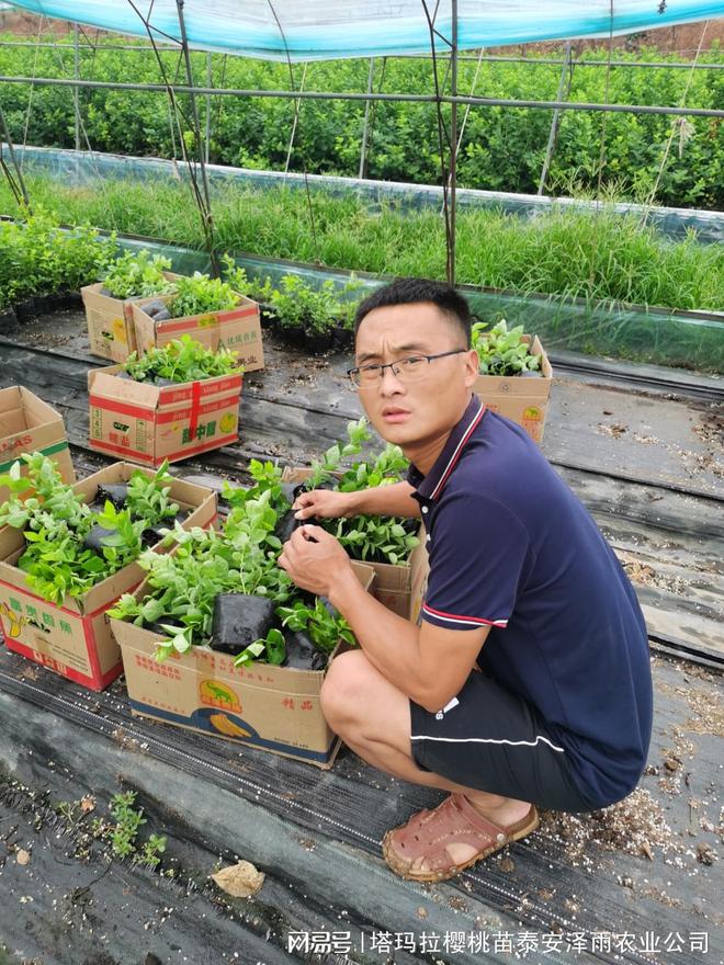 适合南方种植的蓝莓苗品种汇总 L11蓝莓苗 L25 法新蓝m6米乐网址(图2)