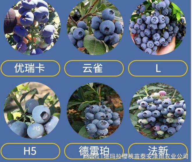 适合南方种植的蓝莓苗品种汇总 L11蓝莓苗 L25 法新蓝m6米乐网址(图1)