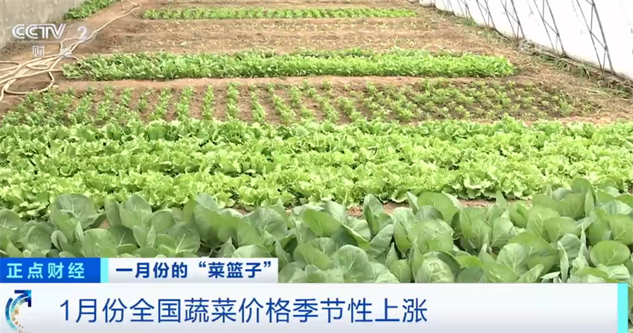 关注“菜篮子”生产供应 节后部分蔬菜品种价格下行(图2)