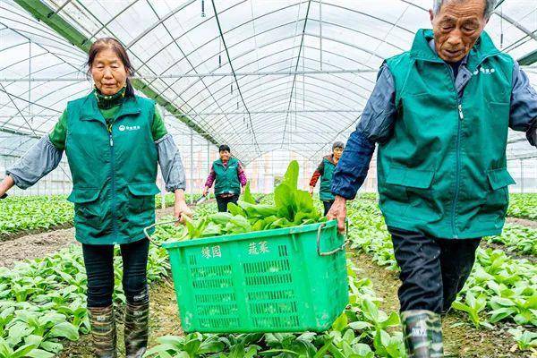 哪些蔬菜品种更适合长三角地区种植？400余份来自全国各地的新、优、特蔬菜在沪展示(图3)