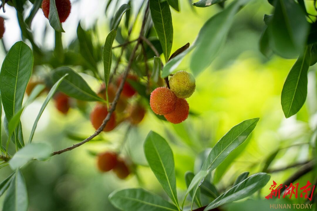 图集 夏日南华水果飘香(图1)