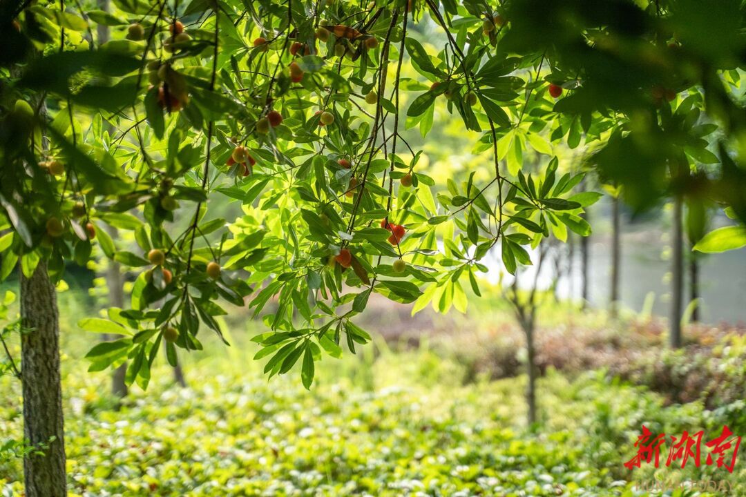 图集 夏日南华水果飘香(图4)