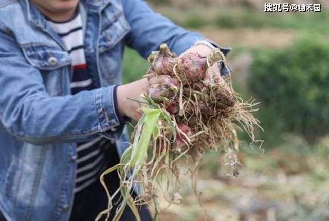 m6米乐平台春节影响大白菜、辣椒、西葫芦、西芹等7种蔬菜成为涨价主力(图9)