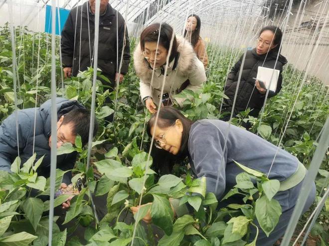 顺义20余种特、优、新蔬菜品种已陆续上市营养丰富满足市民多样化需求(图6)