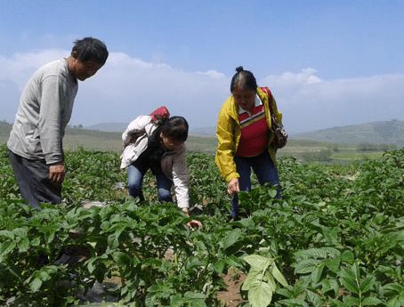 本是日本贵族菜！引入我国后2元一斤营养美味种植一月长一盆(图4)