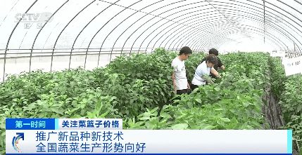 m6米乐平台六月全国蔬菜价格季节性回落 蔬菜生产形势向好(图5)