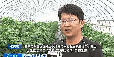 m6米乐平台六月全国蔬菜价格季节性回落 蔬菜生产形势向好(图6)