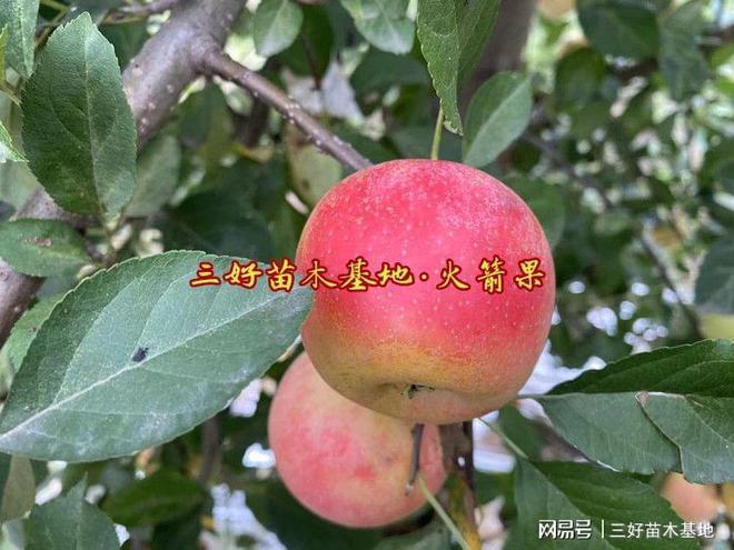 乐淇苹果苗品种介绍又叫火箭果苹果是新西兰孕育的迷你小(图2)