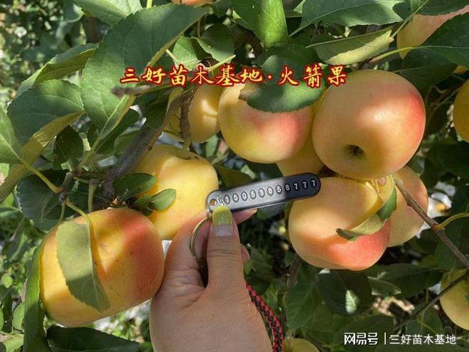 乐淇苹果苗品种介绍又叫火箭果苹果是新西兰孕育的迷你小(图3)