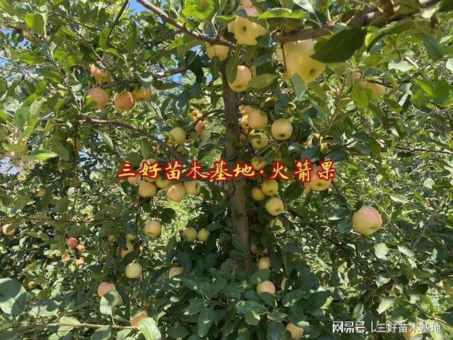 乐淇苹果苗品种介绍又叫火箭果苹果是新西兰孕育的迷你小(图4)