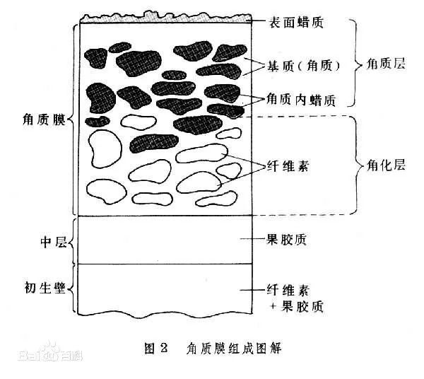 用食物拯救食物：Apeel Sciences为果蔬研发纯天然“防腐衣”(图5)