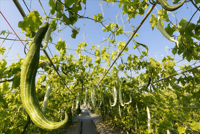 瓜果月份种植瓜果类蔬菜播种时间表菜农别错过m6米乐官网了(图3)