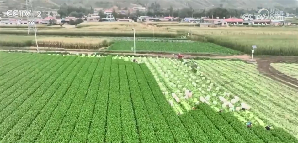 “菜篮子”稳产基础好 预计价格将逐步回落进入季节性下行区间(图3)