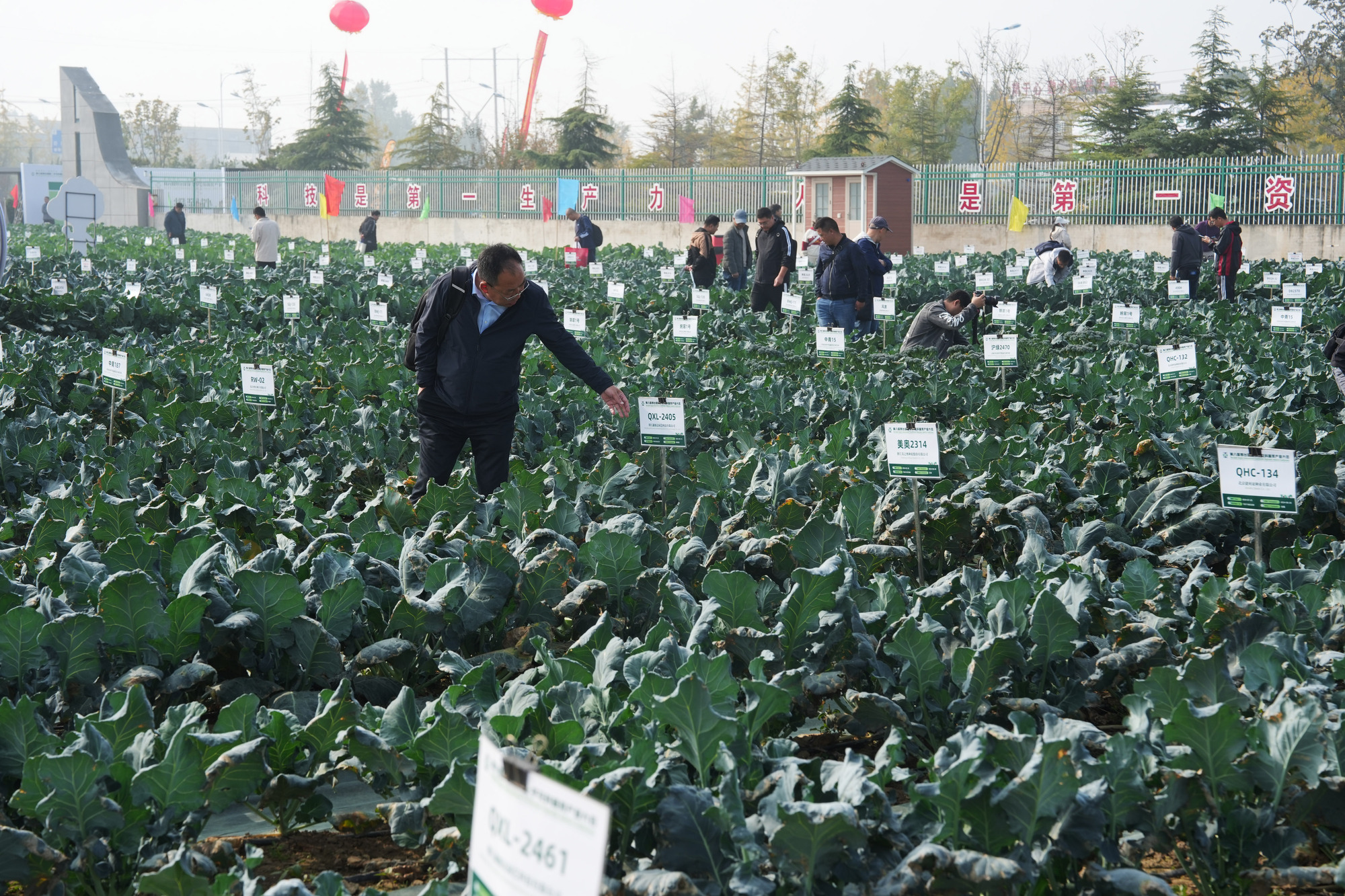 m6米乐平台聚焦种“芯”！第六届国际十字花科蔬菜大会在邢台举办(图2)