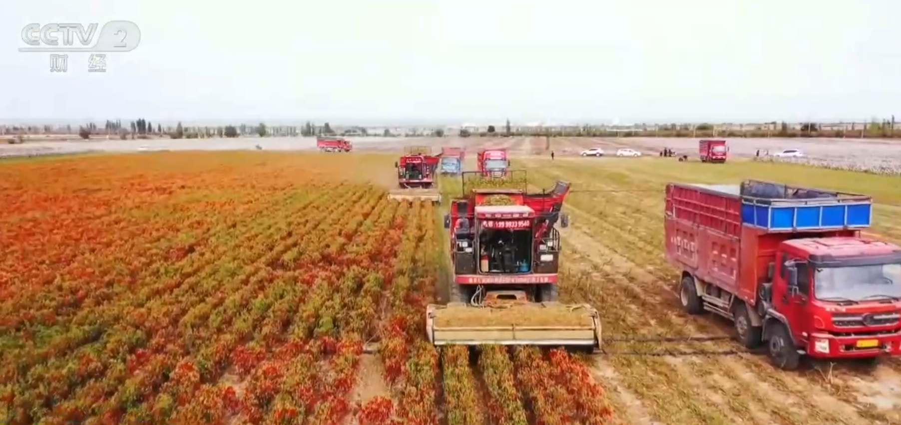 马铃薯收获忙、瓜果飘香、辣椒红 田野好“丰”光升腾起“金色希望”(图6)