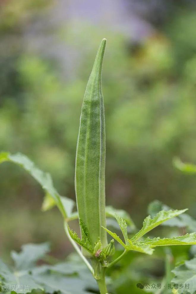 幸好我家没种这4种蔬菜产量高还不好吃老祖宗的严选信得过(图5)