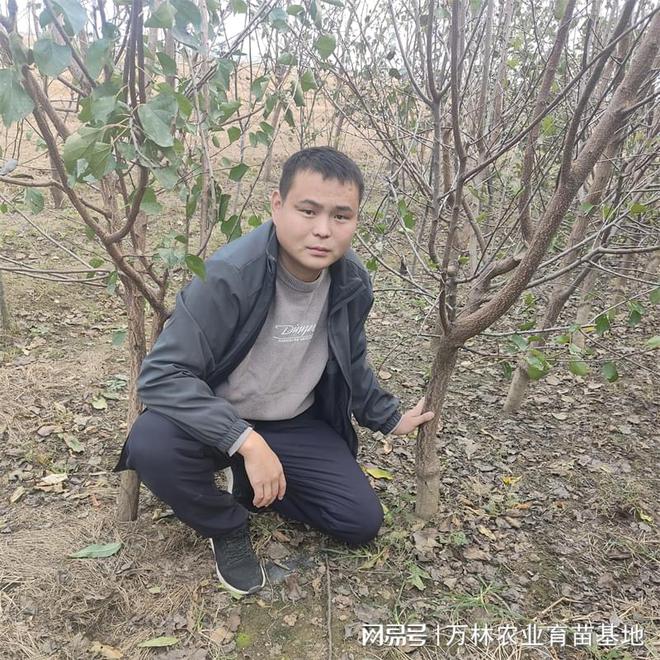 天花板水蜜桃苹果苗种植新境界(图2)