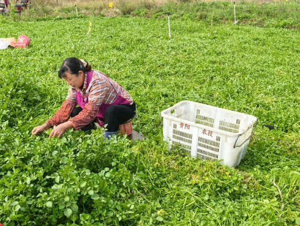 对接需求 优化品质 打造品牌 做优营销——平坝区大力推进蔬菜全产业链高质量发展(图2)