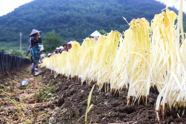 对接需求 优化品质 打造品牌 做优营销——平坝区大力推进蔬菜全产业链高质量发展(图5)